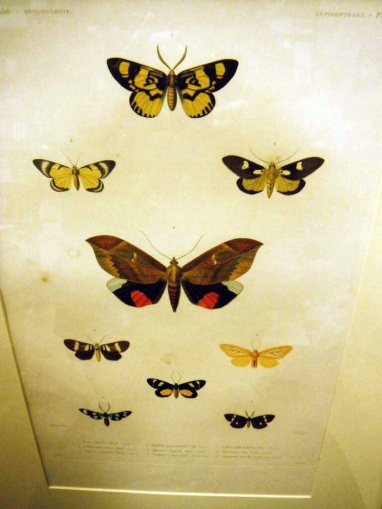 A vintage scientific illustration featuring nine diverse moths arranged in a grid against a pale, off-white background.