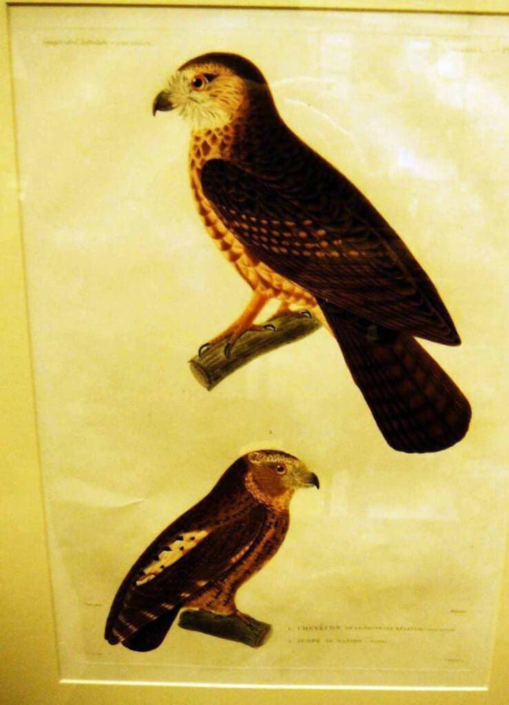 A framed, vintage-style scientific illustration shows two brown and dark-patterned hawks perched on branches.