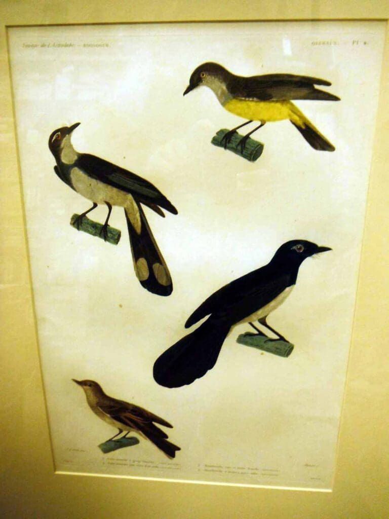 A framed vintage zoological illustration featuring four distinct species of birds.