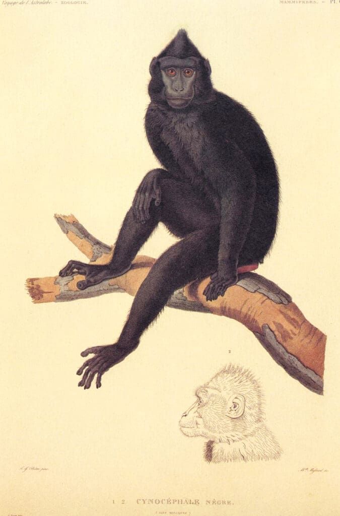 A vintage scientific illustration of a crested black macaque sitting on a tree branch, with a detail sketch of its head.