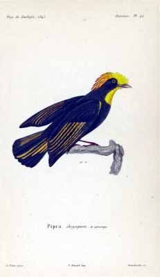 A scientific illustration of a male golden-collared manakin, depicted with dark plumage and a bright yellow crest and throat.