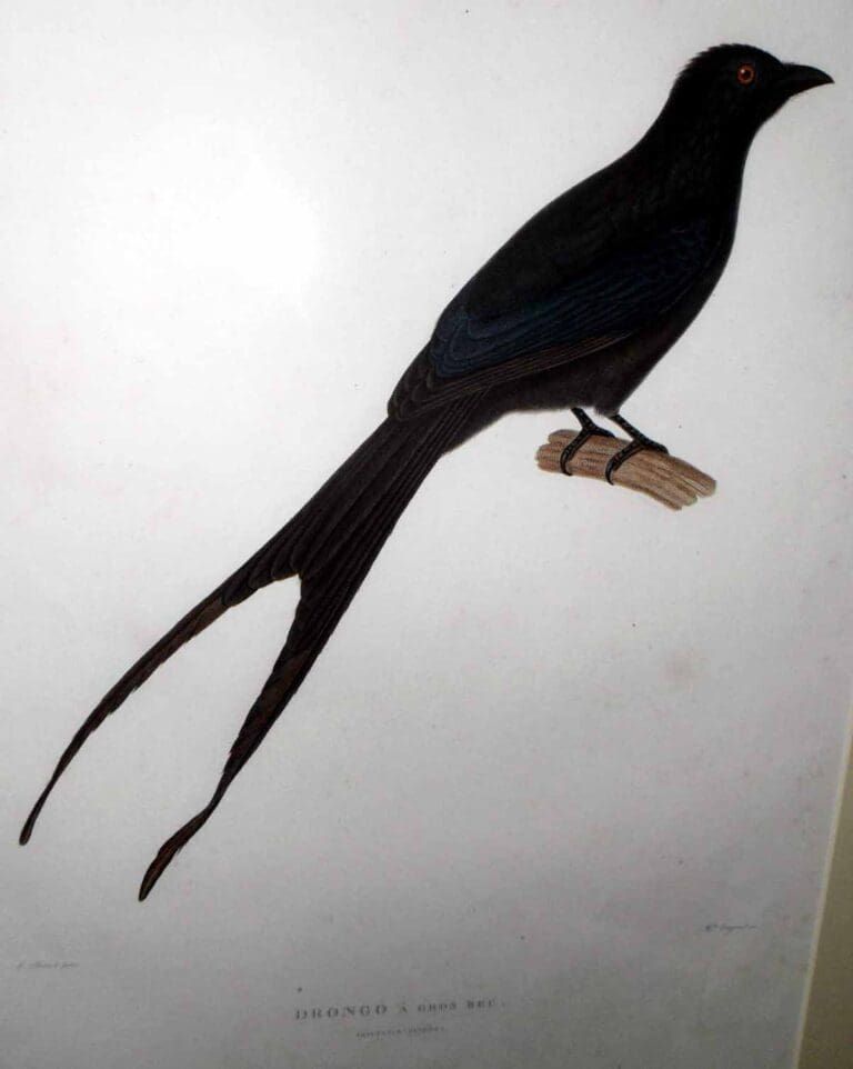 A vintage botanical-style illustration of a glossy black bird with a long, forked tail perched on a small branch.