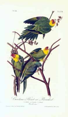 John James Audubon print of Carolina Parakeets perched on a branch, featuring green bodies and yellow-and-red heads.