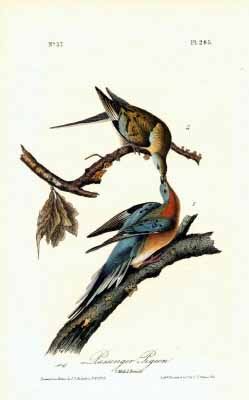 Two Passenger Pigeons perched on branches, with the top bird feeding the one below in a classic Audubon print.