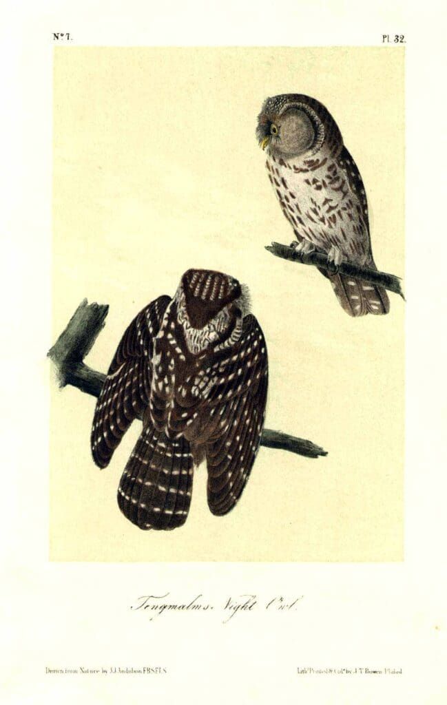 A vintage color print of two owls perched on branches, one seen from the side and the other from above.