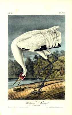 An antique print of a Whooping Crane with white plumage and red facial markings, bending its neck to catch a small animal.