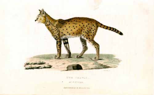 An antique illustration of a spotted serval cat standing on a patch of ground in profile.
