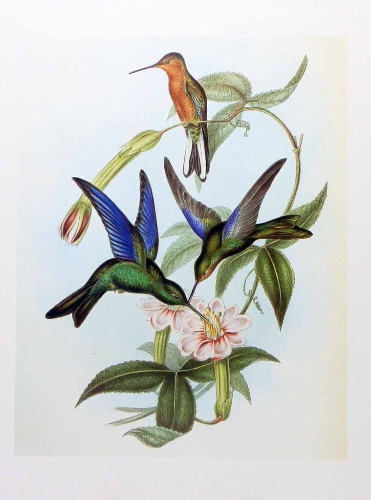 Three hummingbirds, one orange and two with iridescent blue and green plumage, hover around a flowering plant.