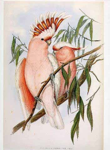 A botanical illustration of two Major Mitchell's cockatoos with salmon-pink feathers perched on a thin, leafy branch.