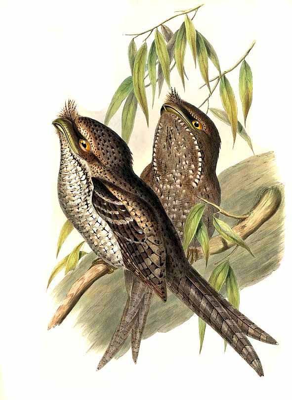 Two patterned brown birds perched on a branch beneath green leaves in a vintage-style illustration.