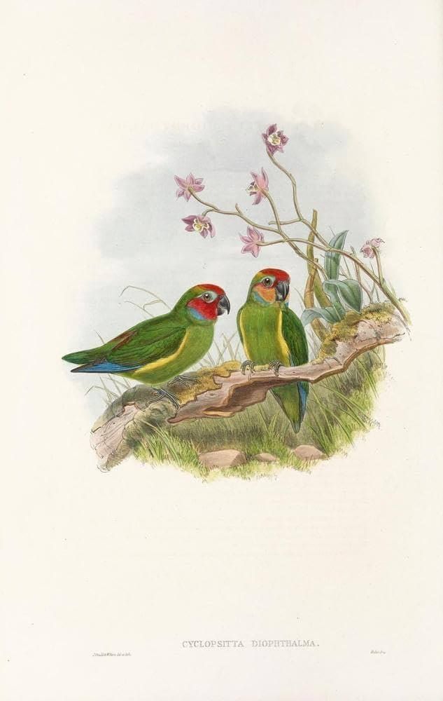Two green parakeets with red masks perched on a branch next to light pink flowers in a vintage botanical illustration.