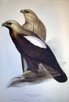 A vintage illustration of two Imperial Eagles with dark brown bodies, white shoulder patches, and light-colored heads.