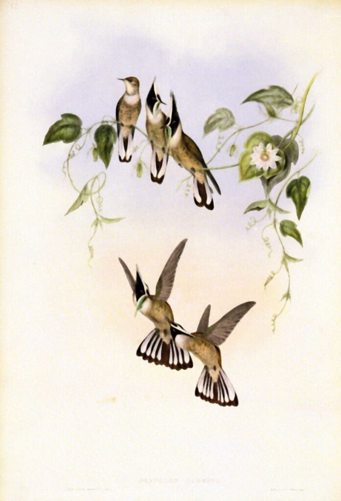 A lithograph of four hummingbirds, two perched on a vine with a white flower and two in flight against a pale background.