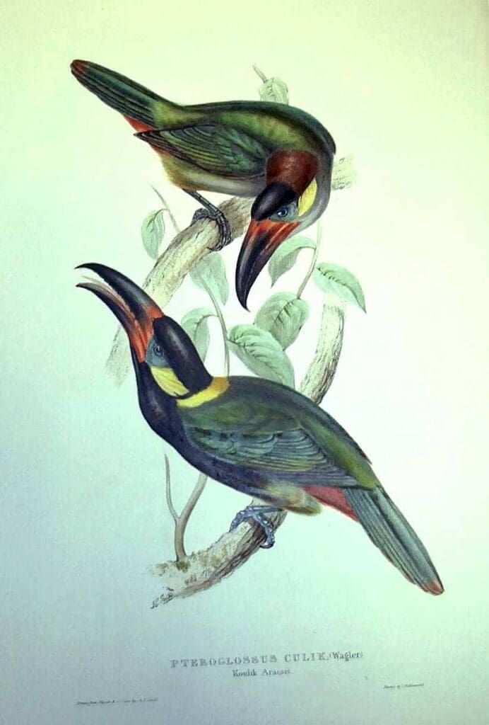 A color lithograph of two Pteroglossus aracari birds perched on tree branches against a plain background.