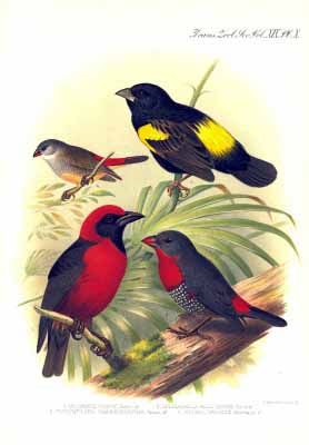 A scientific illustration showing four colorful tropical birds perched among palm leaves and branches.