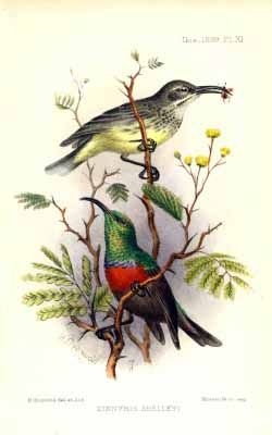 A botanical illustration of a dull-colored bird above a vibrant, red-chested sunbird perched on spiky acacia-like branches.