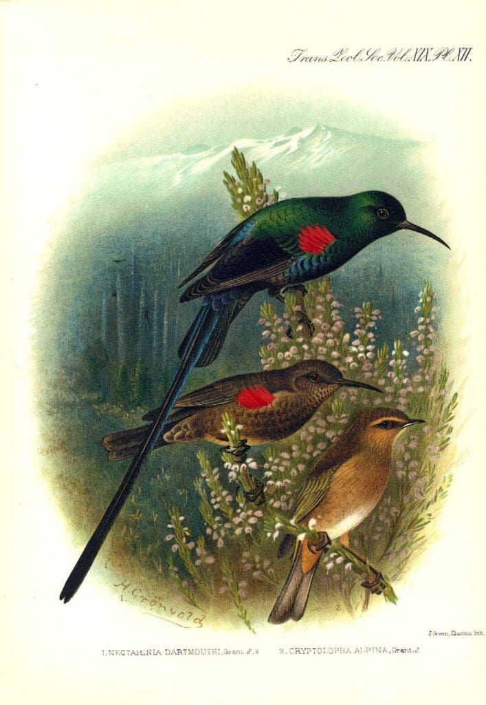 A vintage lithograph of three sunbirds perched among plants, featuring one with iridescent green plumage and a long tail.