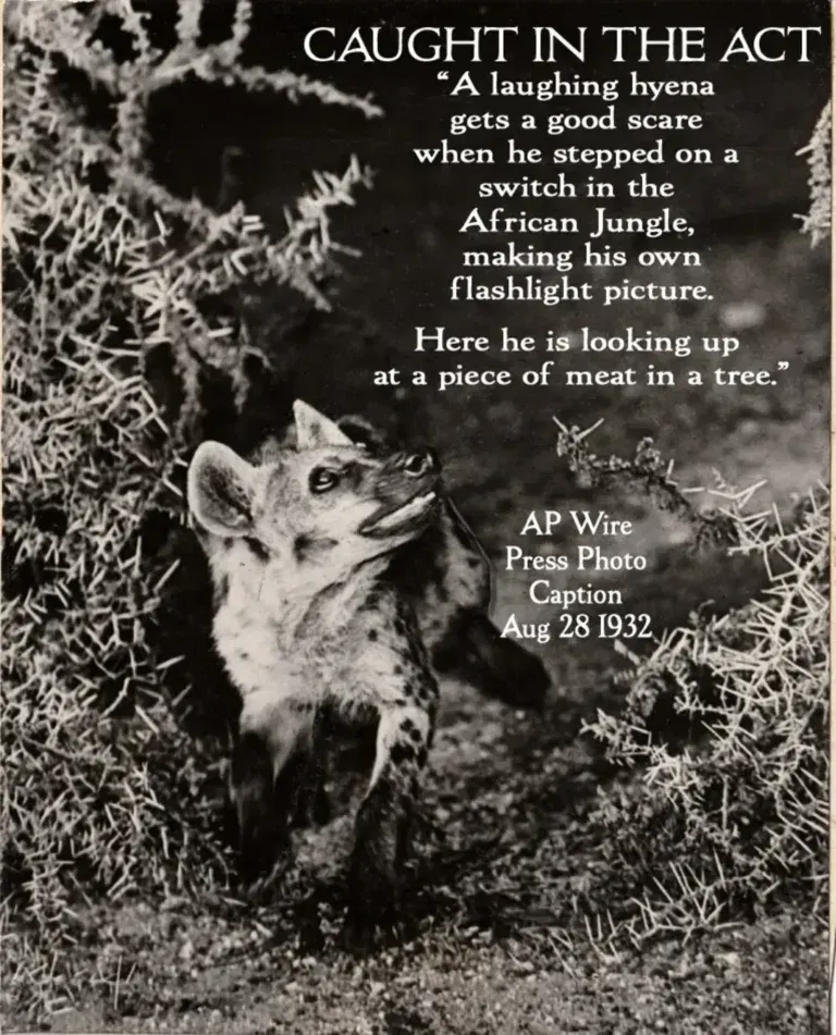Black-and-white 1932 AP press photo of a hyena triggering a flash trap while looking up at meat in a tree.