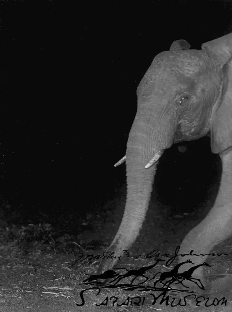 A black-and-white night shot of an elephant walking forward, with a giraffe logo at the bottom.