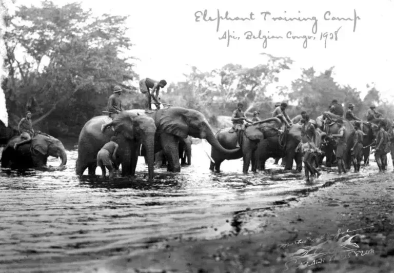 A black-and-white photo of an elephant training camp in Api, Belgian Congo, in 1925.