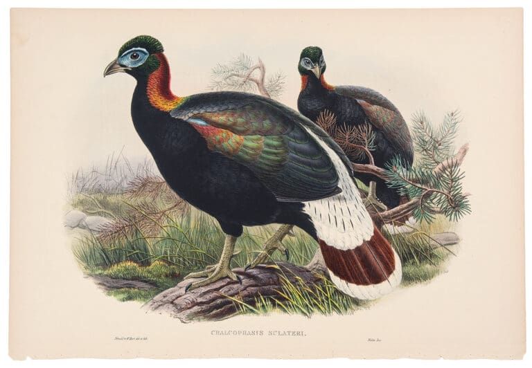 Vintage scientific illustration of two Tragelaphus sclateri birds with dark bodies, red necks, and white-tipped tails.