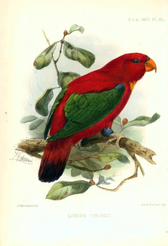 A red lory parrot with green wings perched on a branch in a vintage-style ornithological illustration.
