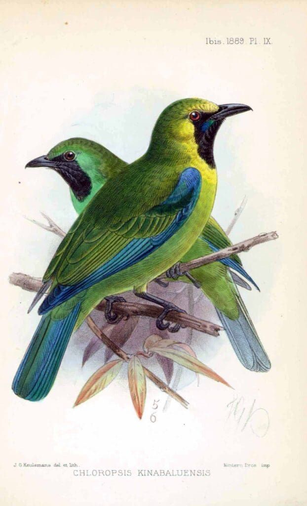 A scientific illustration of two green birds with blue wings perched on a twig against a plain white background.