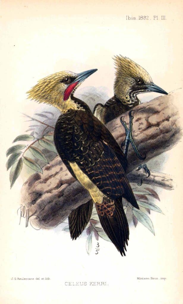 Two cream-crested woodpeckers perch on a gnarled tree branch in this classic ornithological illustration.