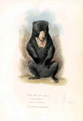 A vintage illustration of a seated Malayan sun bear with a cream-colored patch on its chest against a light background.