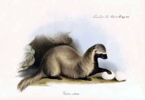 A vintage illustration of a polecat with dark fur on its head and chest, resting its paw on two white eggs.
