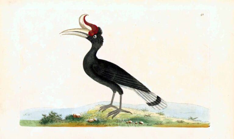 A scientific illustration of a black hornbill with a prominent, curved, reddish-white casque standing on a grassy mound.