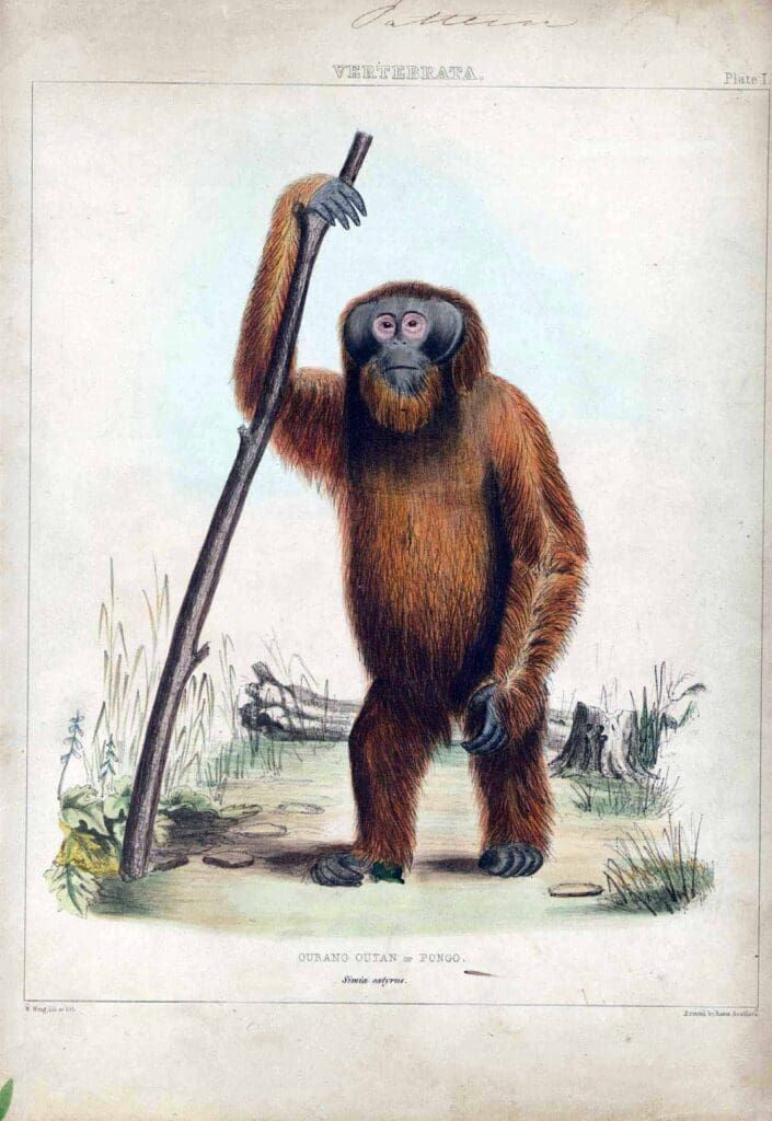 A hand-colored illustration of an orangutan standing upright and holding a long wooden staff in a wooded landscape.