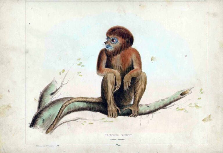 A vintage lithograph of a brown monkey with a rounded head sitting on a tree branch, facing left against a white background.