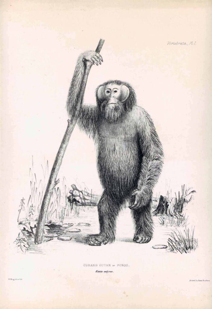 A lithograph of an orangutan standing on its hind legs, holding a long wooden staff, set against a light background.
