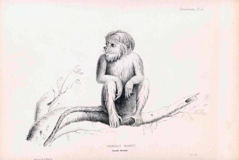 A black-and-white botanical illustration of a small, furry monkey sitting on a tree branch, facing toward the left.