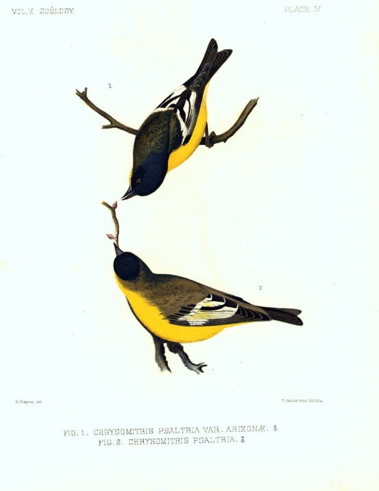 Two small birds with black heads, dark wings with white stripes, and yellow bellies, perched on thin branches.