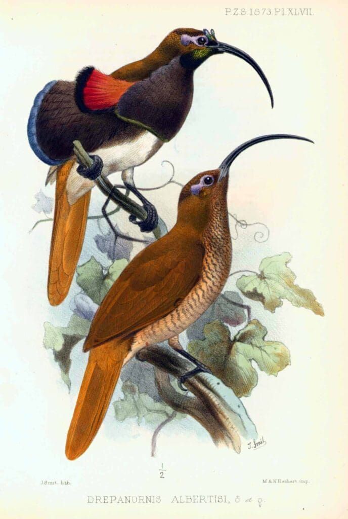 A lithograph shows two brown birds with long, curved beaks perched on branches, one with a prominent red wing patch.