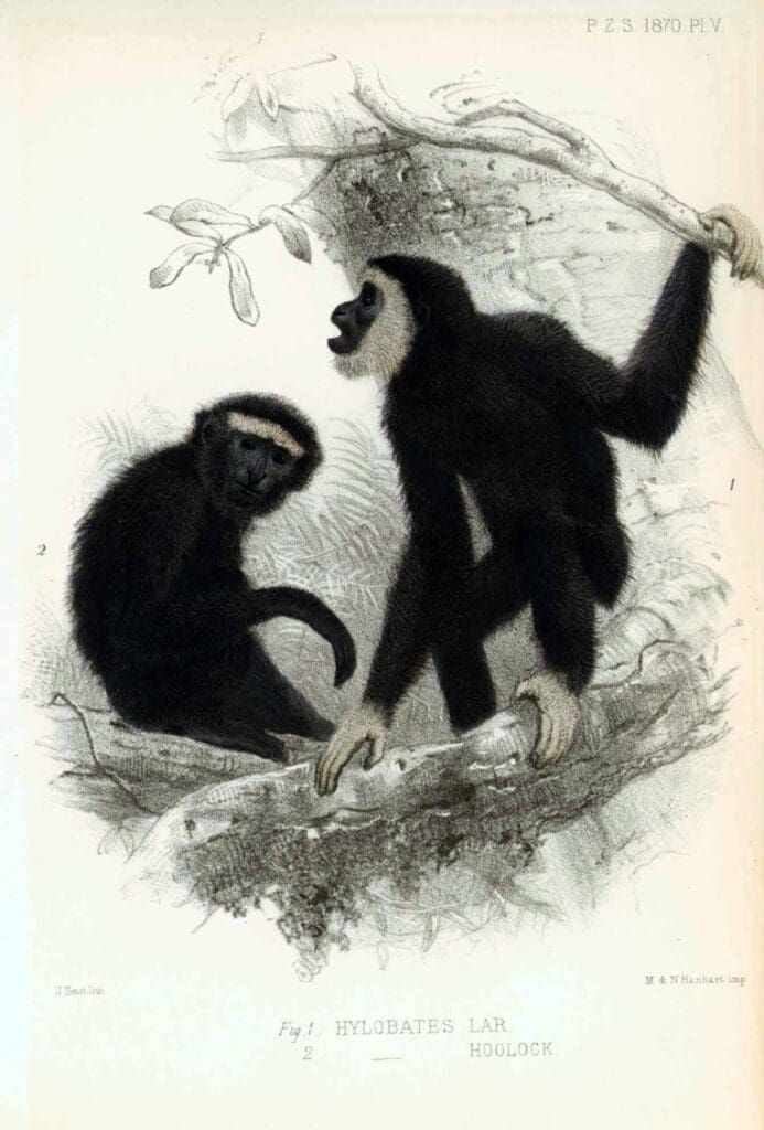 An antique-style illustration of two black gibbons with light-colored facial markings perched on tree branches.