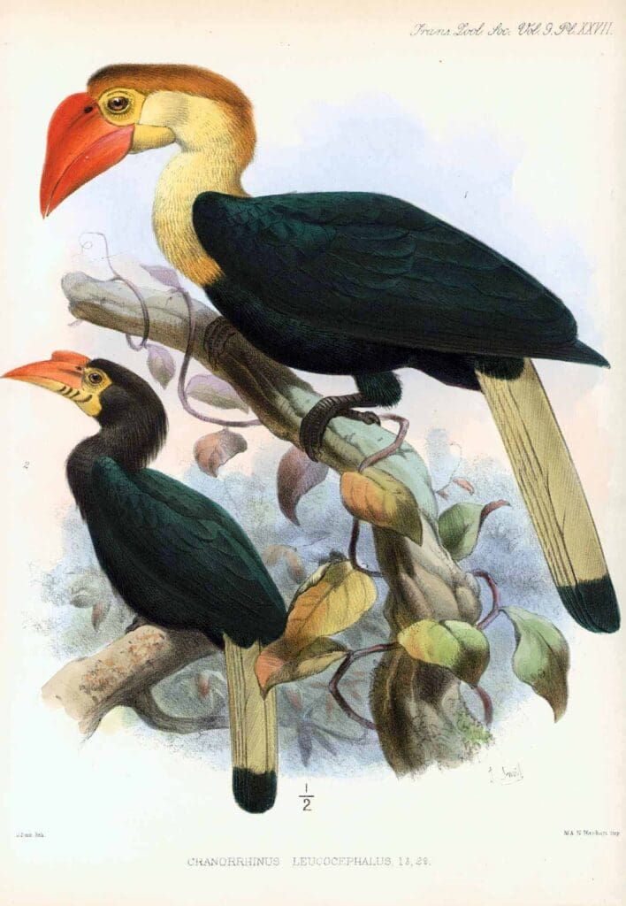 A vintage illustration of two hornbills with dark bodies.