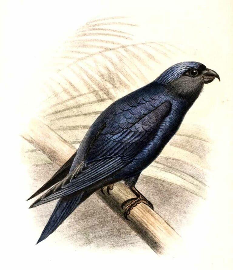 A vintage scientific illustration of a dark-plumaged swallow-like bird perched on a wooden branch.