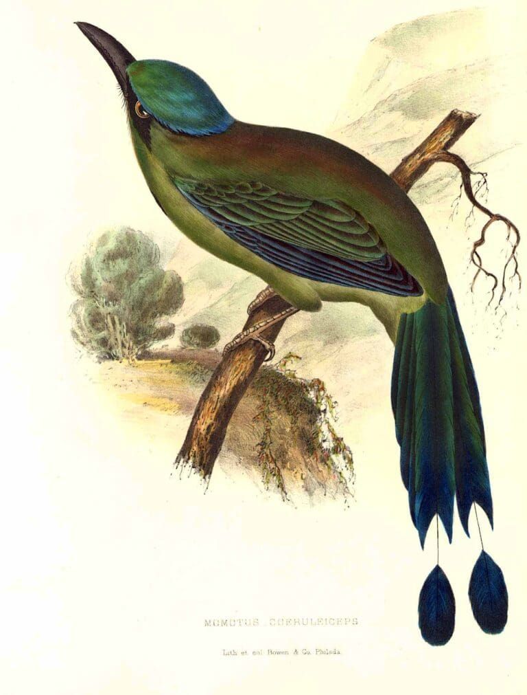 A colorful motmot bird with blue-tipped tail feathers perched on a brown branch against a light background.