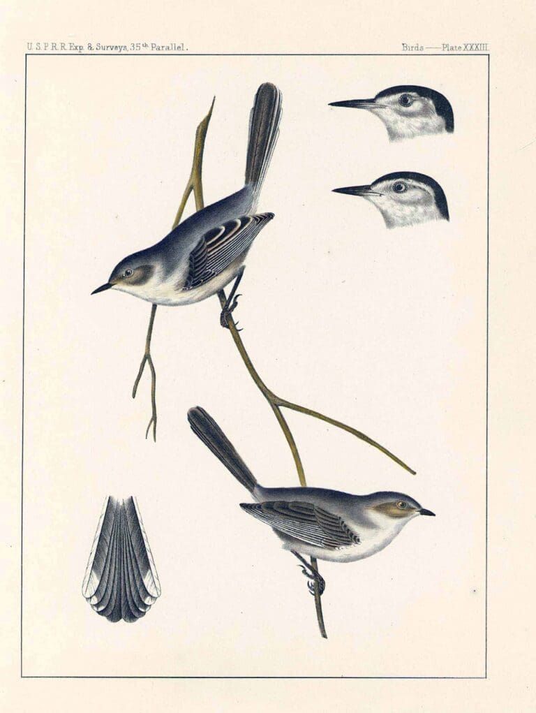 A vintage scientific illustration showing two small gray birds with long tails perched on branches and two head close-ups.
