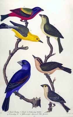 An antique botanical illustration shows six colorful birds perched on intertwined branches against a white background.
