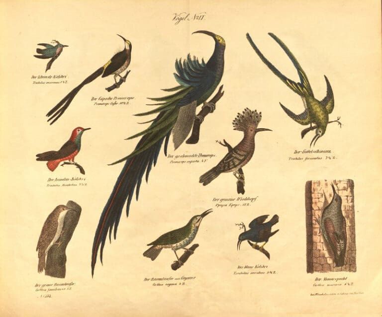 An antique, sepia-toned illustration featuring nine diverse bird species arranged across the page with scientific labels.