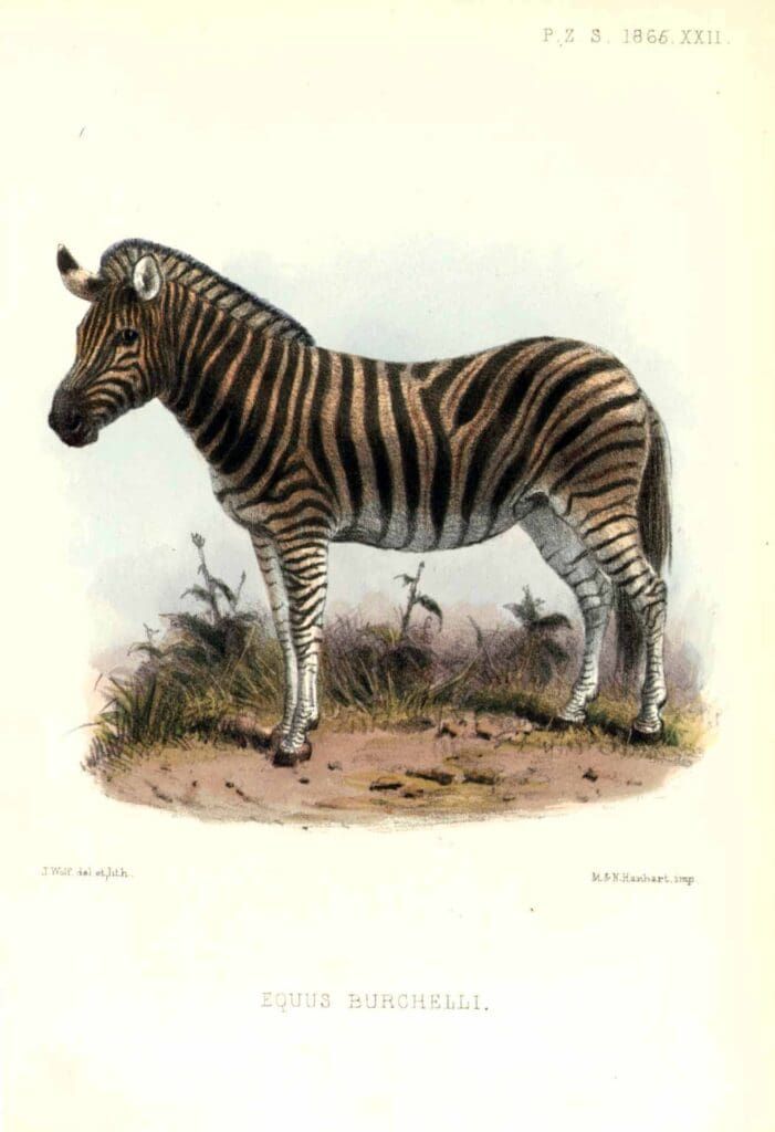 A historical scientific illustration of a zebra standing on sparse, grassy ground against a white background.