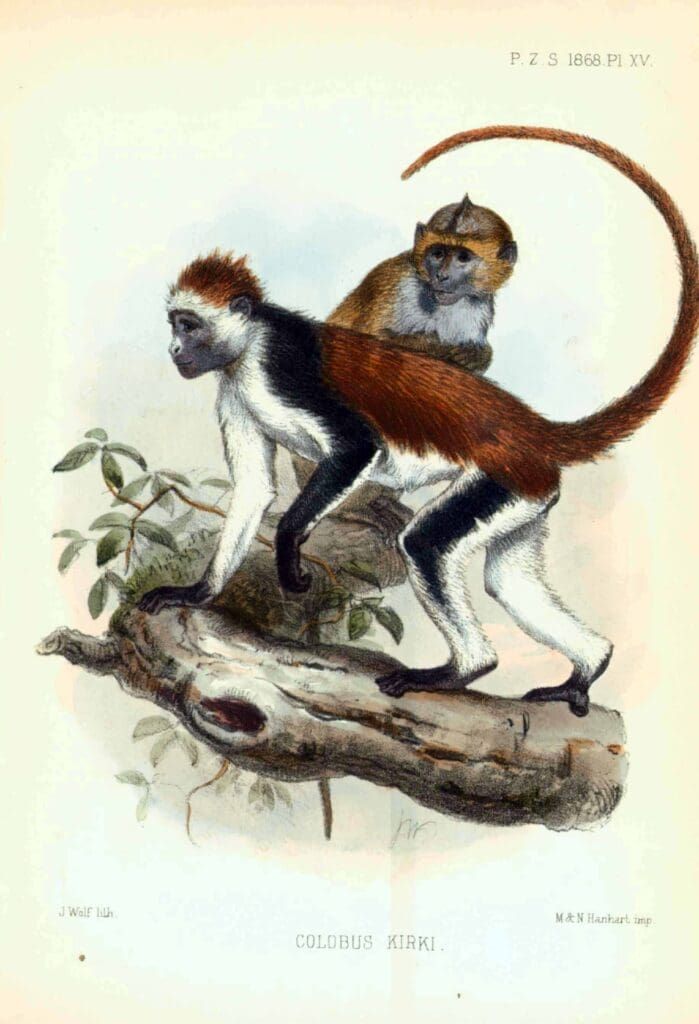 An illustration of two colobus monkeys on a tree branch, featuring white underbellies and reddish-brown backs.