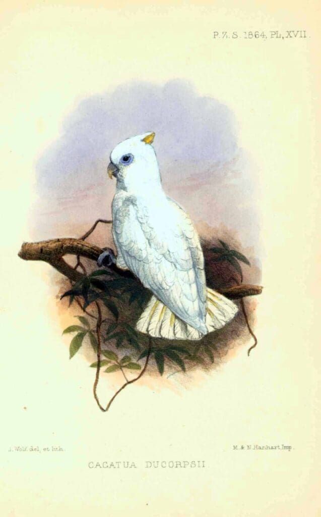 A vintage lithograph of a white cockatoo with a small yellow crest perched on a brown branch against a pale background.