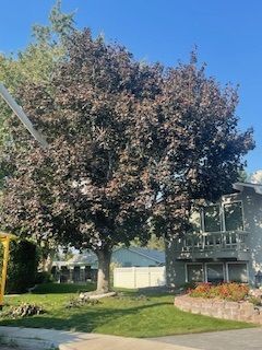 Tree In Front Of A House - Benton City, WA - Aria Tree Service