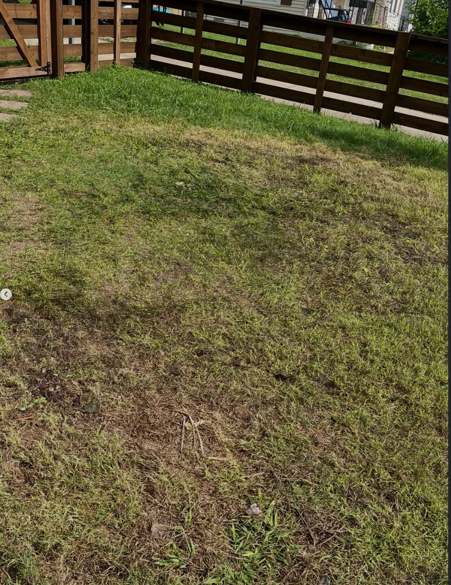Grassy backyard with a wooden fence and patchy brown-green lawn in sunlight
