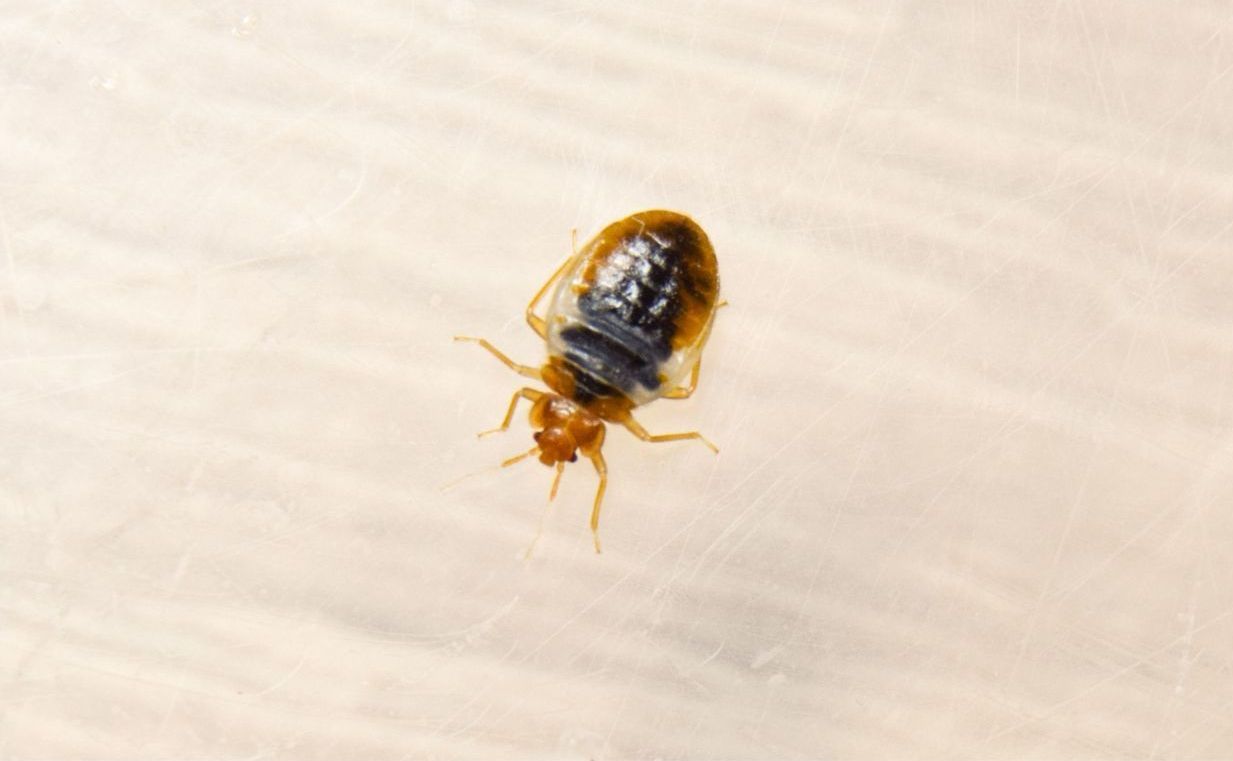 Bed bug and Pest control service for homes in Eastern North & South Carolina.